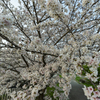 千里川 花咲か公園