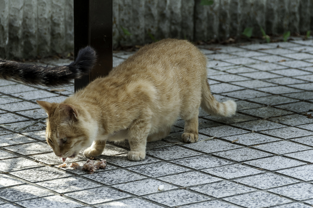 いただきます