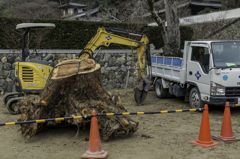 何処から運んで来たのだろう