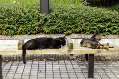 公園のベンチは猫さん達のベットなのだ