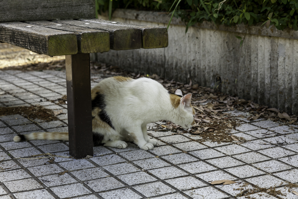 クンクン怪しいニャにか臭うぞ