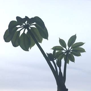 50