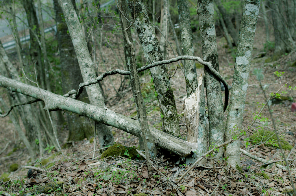 IMGP6134-1