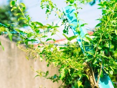 P9090016-1
