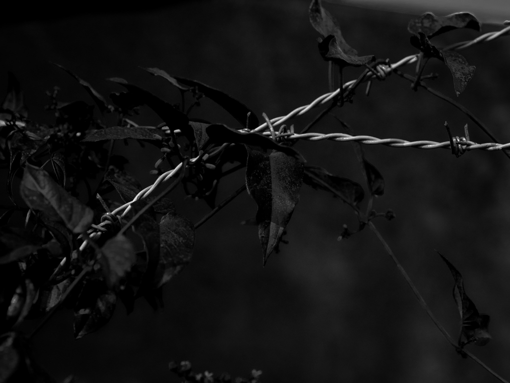 P9090018-1