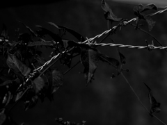 P9090018-1