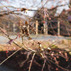 IMGP7927-1080