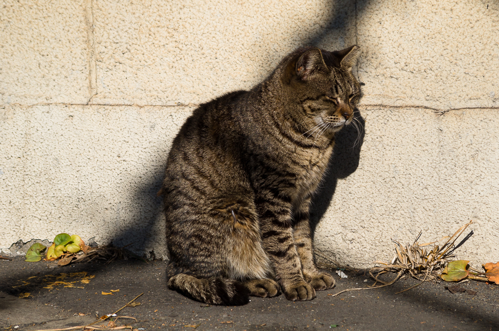 IMGP7750-1080