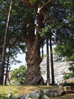 小田原城2918