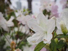 雨上がりの花