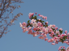 お花見2018