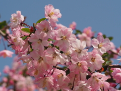 お花見2018