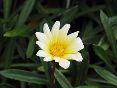 野に咲く花
