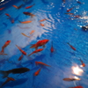 夏まつり(金魚)