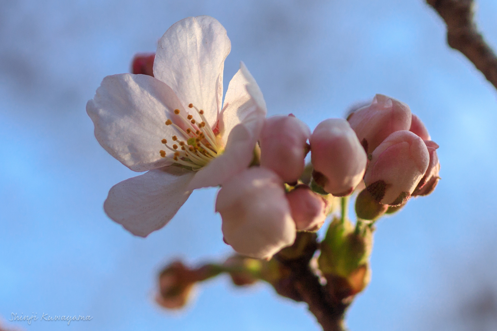 桜　ふくらんだ蕾と開いた花