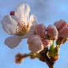 桜　ふくらんだ蕾と開いた花
