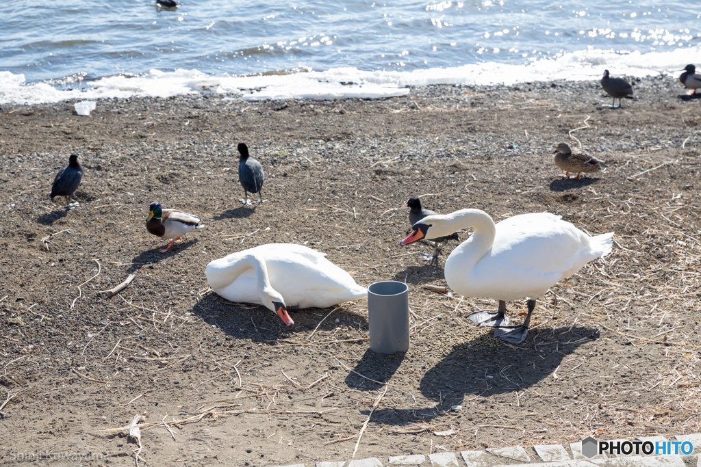 山中湖の白鳥たち