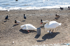 山中湖の白鳥たち