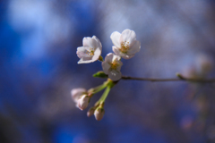 桜　#10