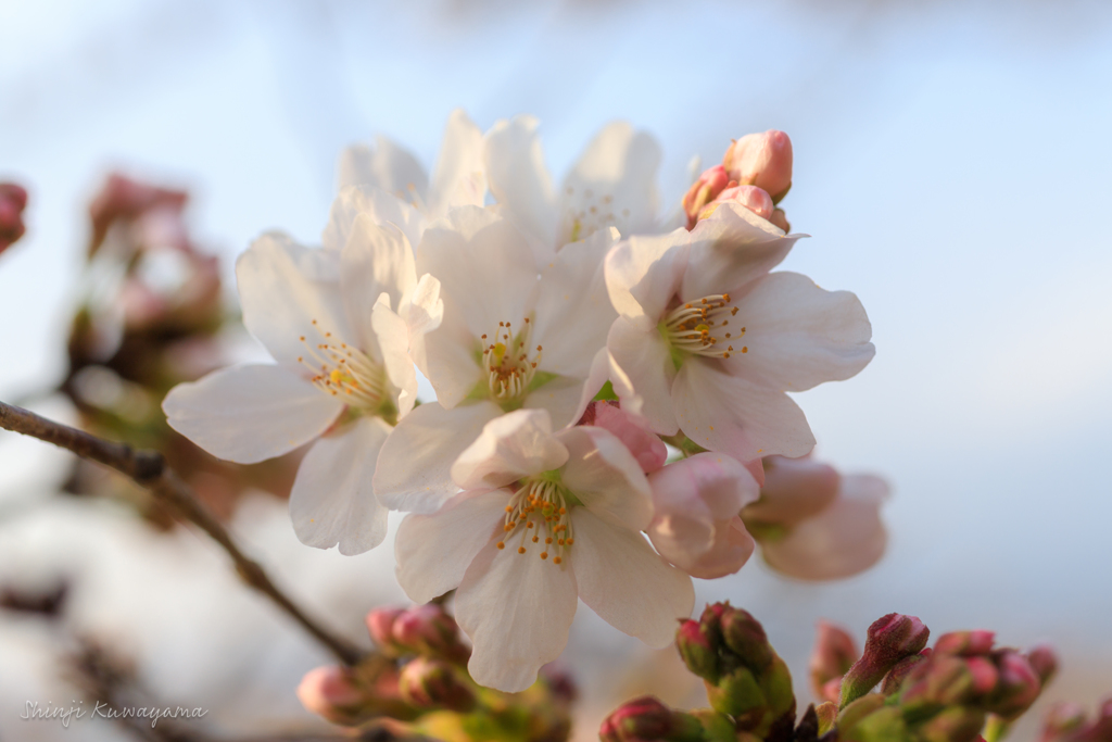 桜のかたまり