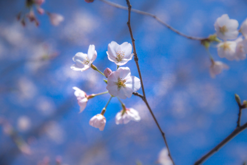 桜　#11