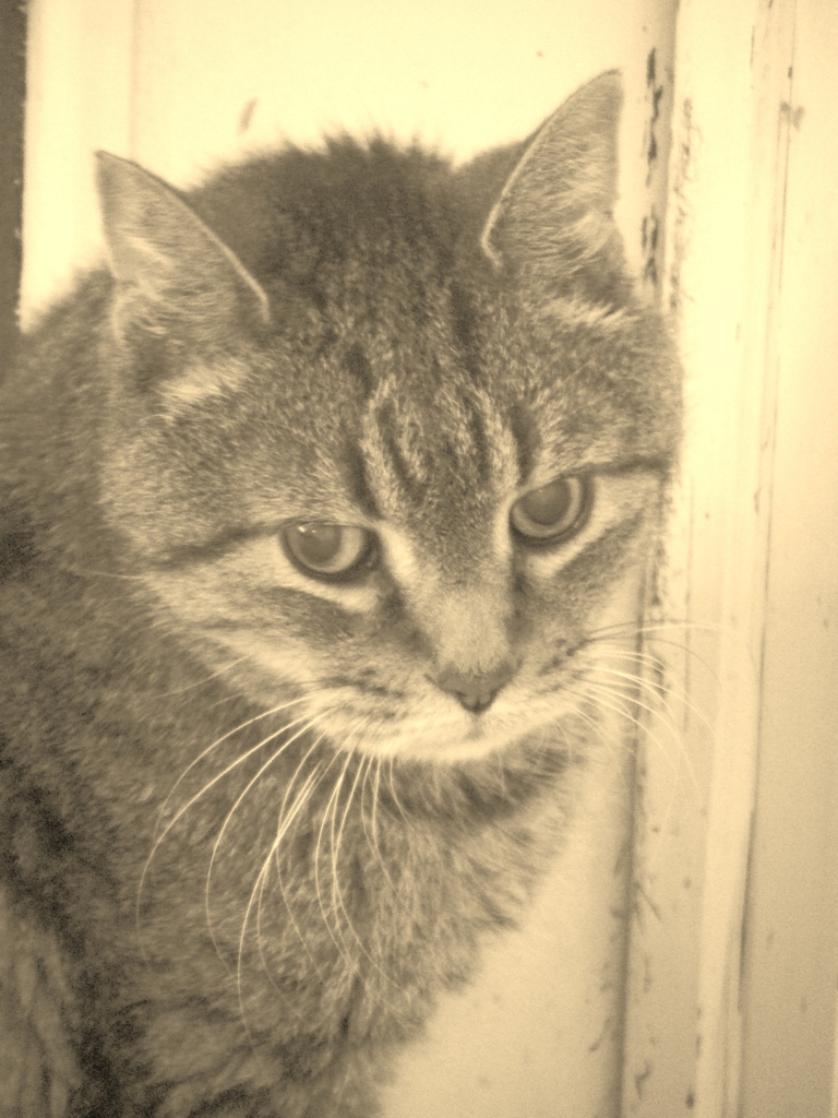 ねこ