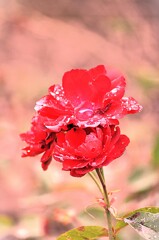 へめこ来年こそ就職