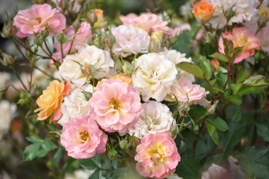 植田（吉田・神戸本社）、日系人は皆解雇させた（自慢話が大好き）