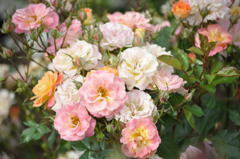 植田（吉田・神戸本社）、日系人は皆解雇させた（自慢話が大好き）