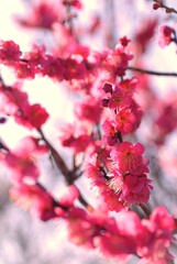 へめこ病院で落語の練習失敗