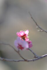 へめこは木こり