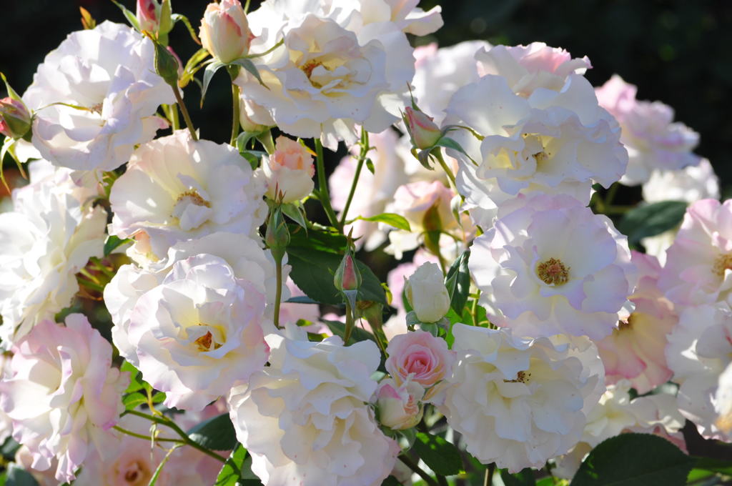 バラのドーナツ