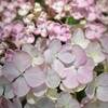 へめこカルボナーラを埋める