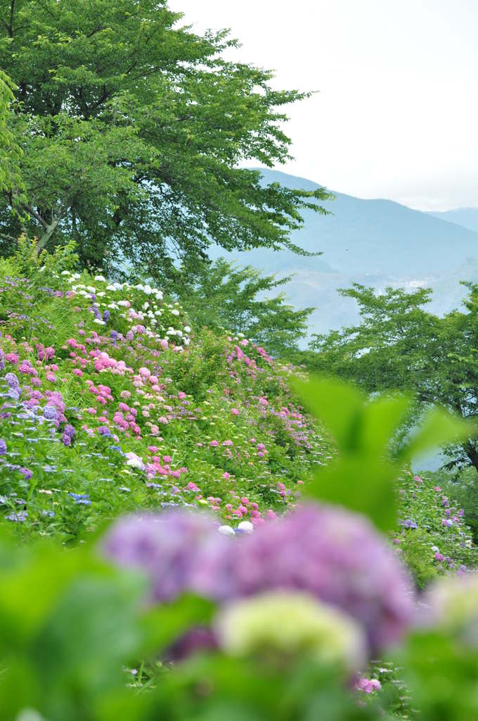 ここほれワンワン、植田が掘れば防音シートのクズが出た（吉田・神戸大野）