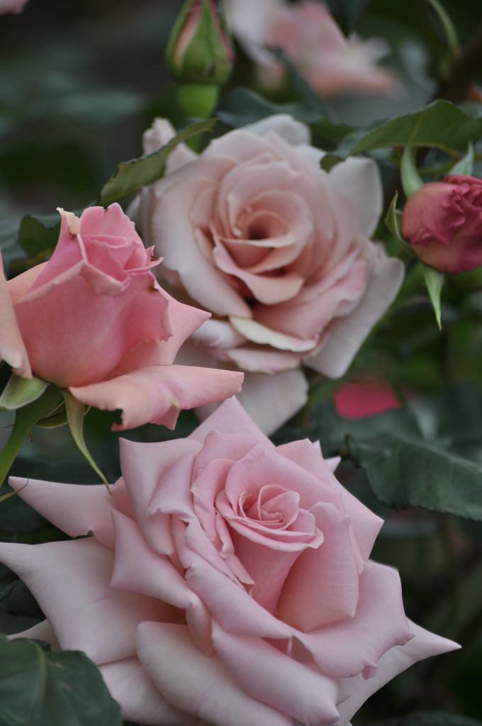 バラ（だと思う）