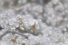 へめこプリンを警察に届ける