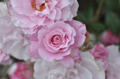 ヘメ子　癌じゃ無かった