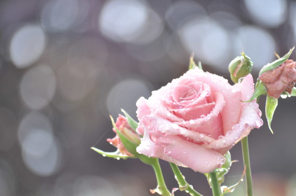 ナカポチ　まーちん大暴れ！