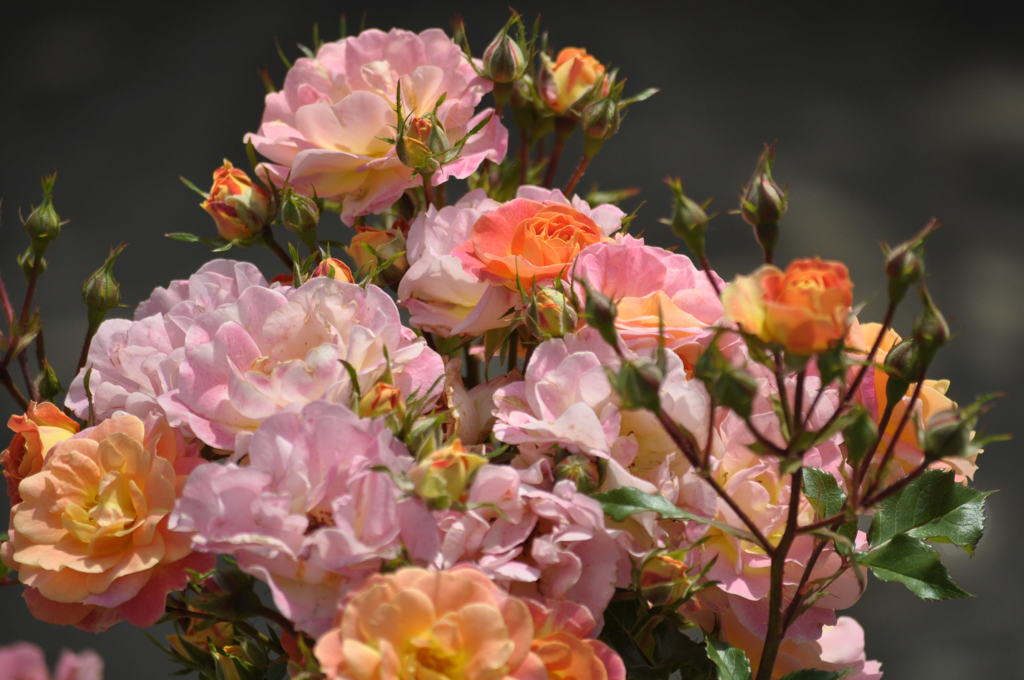 植田、日産（ディーラー）を辞めなきゃよかったと後悔