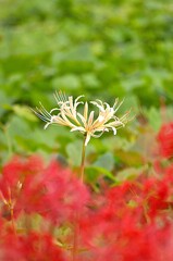 へめこアジア大会で吐く
