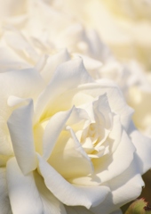 植田って接待しかやらないの？　営業は苦手なの？（吉田　神戸本社）