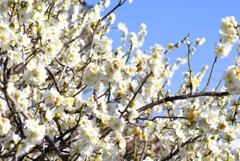 へめこカレーライスを諦める