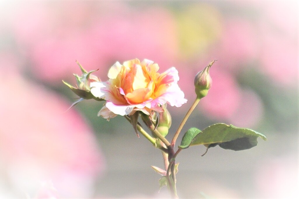 へめこの青春