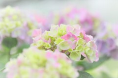 へめこ卑弥呼観光で下痢