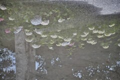 へへへめこめこへめへめこ
