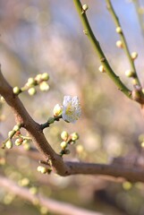 へめこだっふんだー