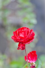 へめこの知らない世界