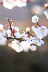 へめこは五輪で放尿