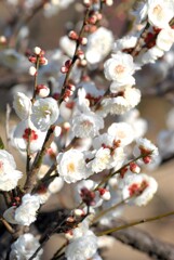 へめこ、バスケットボール中に踊り狂う