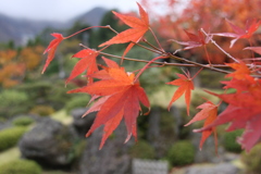 箱根の紅葉